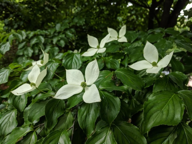 Des fleurs blanches nichées parmi le feuillage vert luxuriant d'un buisson