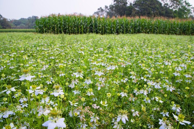 Fleurs blanches de Nigella sativa en fleurs dans le champ avec vue sur le paysage naturel de ciel bleu