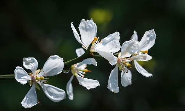Les fleurs blanches de l'orange trifoliée, du poncirus trifoliata ou du citrus trifoliata sont également connues sous le nom d'orange amère japonaise, d'orange rustique ou d'orange amère chinoise