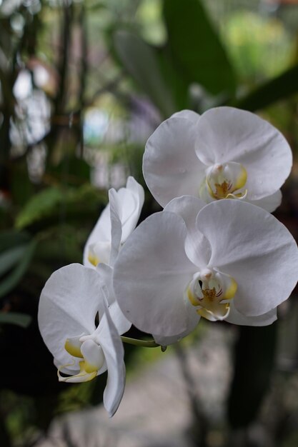 Les fleurs blanches de l'orchidée de la lune