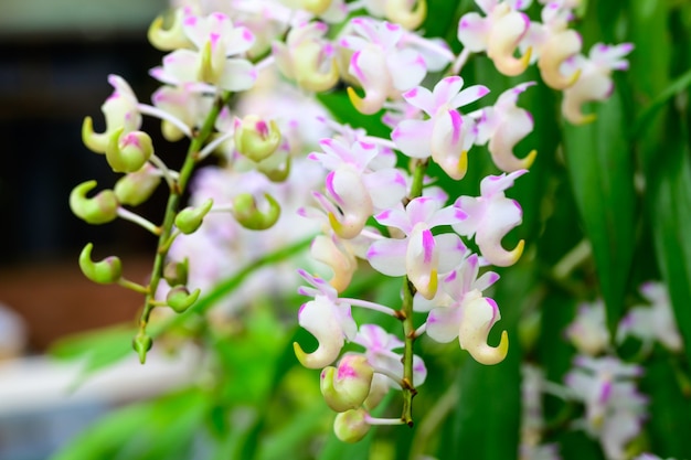 Les fleurs blanches des orchidées sauvages sont rares et deviennent des fleurs populaires pour le jardinage