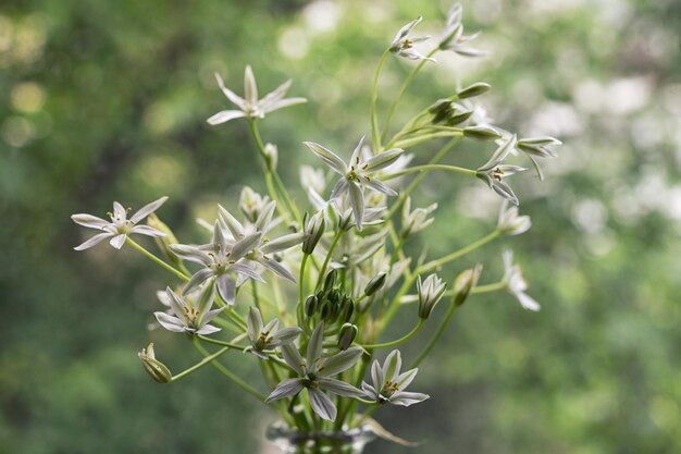 Photo des fleurs blanches d'ornithogalum umbellatum ou d'étoile de bethléem en gros plan