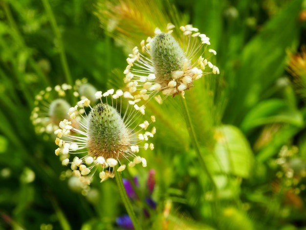 Fleurs blanches de Plantago lanceolata