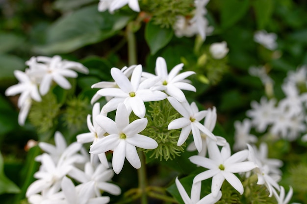 fleurs blanches d'une plante dont le nom scientifique est Jasminum elongatum ou fleurs de jasmines qui fleurissent