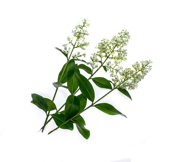 Photo fleurs blanches de la plante ligustrum sur un fond blanc