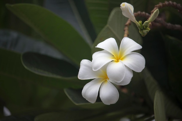 Les fleurs blanches de Plumeria fleurissent sur l'arbre