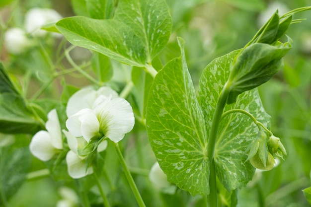 Fleurs blanches de pois sur des plants de pois dans un jardin