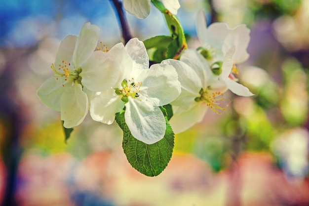 Fleurs blanches de pommier en fleurs avec stile instagram d'arrière-plan flou