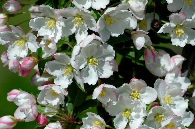 Photo fleurs blanches d'un pommier en fleurs