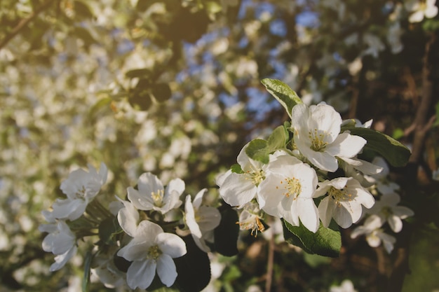 Fleurs blanches de pommier. Verger en fleurs. Branche de pomme avec des fleurs.