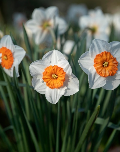 fleurs blanches poussant dans un pré en été