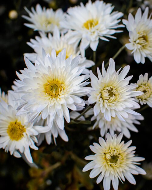 Des fleurs blanches poussent dans le jardin. Chrysanthèmes. Plantation de fleurs. Fleurs du parc.