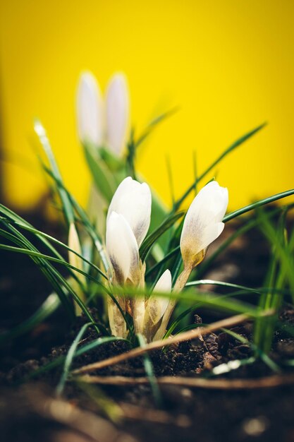 Fleurs blanches printanières sur fond jaune