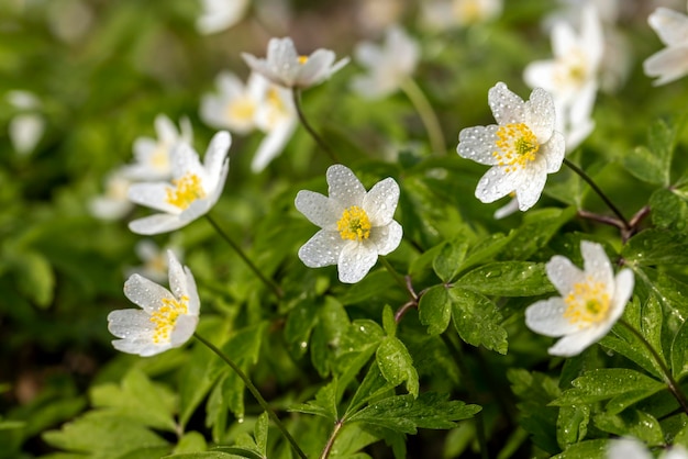 Fleurs blanches printanières poussant dans la forêt