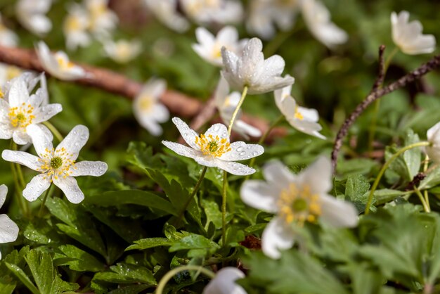 Fleurs blanches printanières poussant dans la forêt