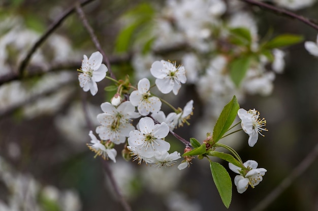 Fleurs blanches de printemps Cerise en fleurs au printemps Fond de fleurs naturelles