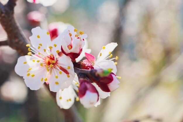 Fleurs blanches de printemps sur un gros plan de cerisier