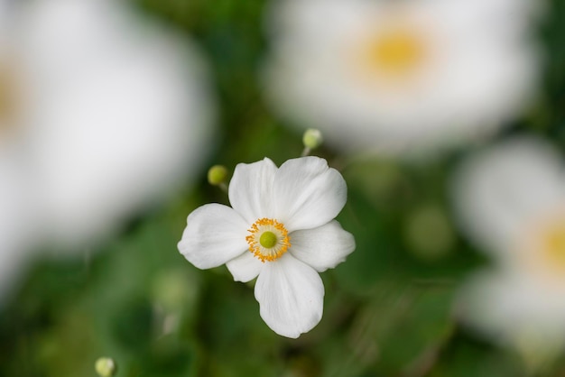 Fleurs blanches de renoncules automnales