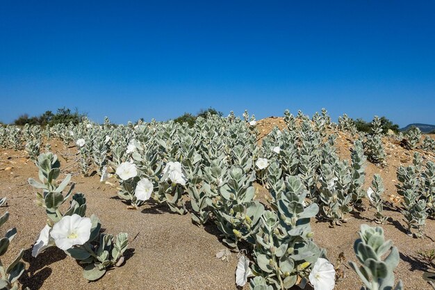 Fleurs blanches sur la rive de la mer Caspienne au Daghestan Russie