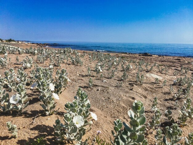 Fleurs blanches sur la rive de la mer Caspienne au Daghestan Russie