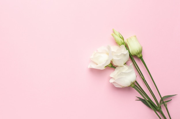 Fleurs blanches sur rose