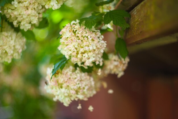 Fleurs blanches de rosier guelder en fleurs décoratif