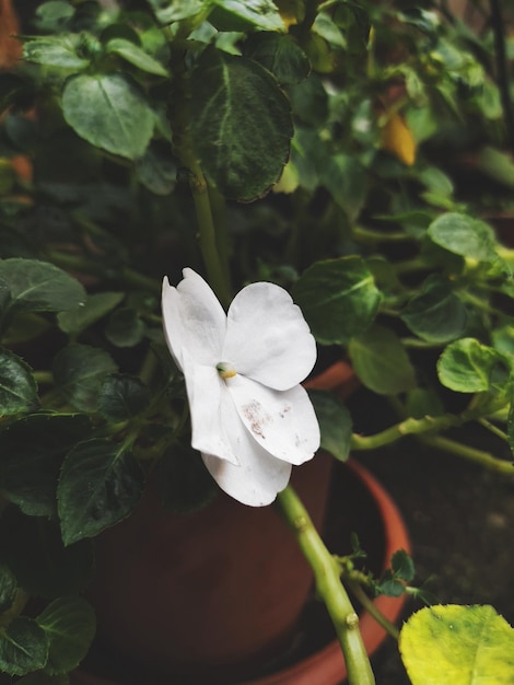 Des fleurs blanches s'épanouissent