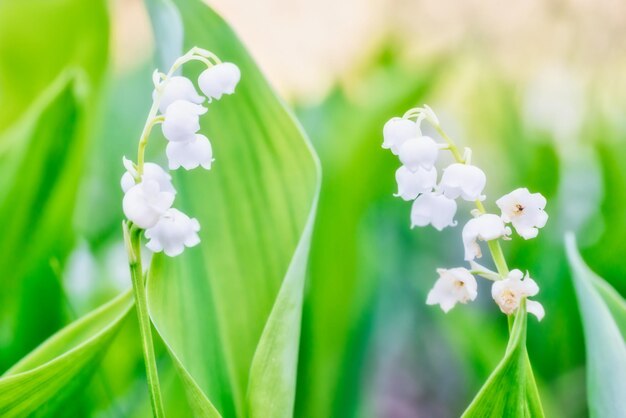 Fleurs blanches sauvages muguet en forêt macro shot