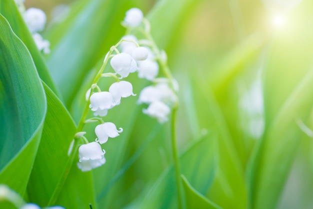 Fleurs blanches sauvages muguet macro shot