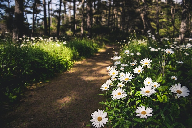 Des fleurs blanches sur un sol brun