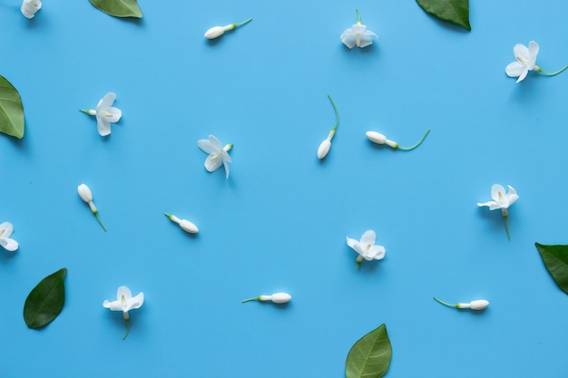 Fleurs blanches sur le style de flatlay de fond bleu.