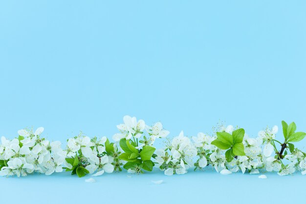 fleurs blanches sur surface bleue