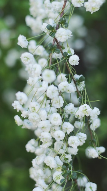 Photo les fleurs blanches