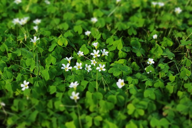 Photo les fleurs blanches