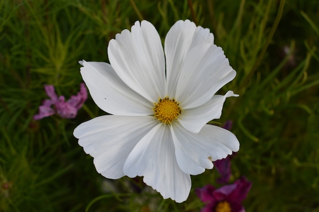 Fleurs blanches