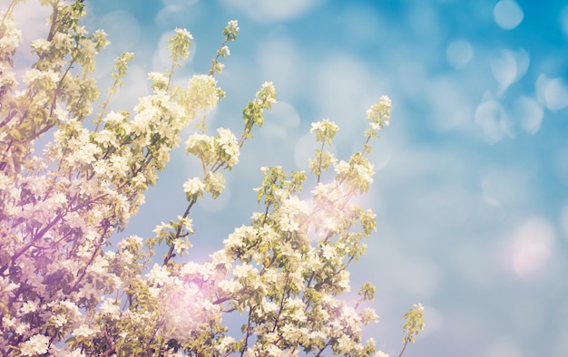 fleurs blanches