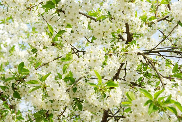 fleurs blanches