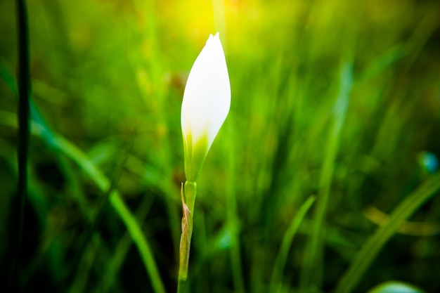 Fleurs blanches.