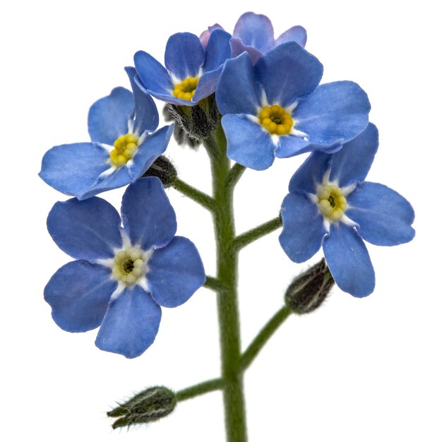 Fleurs bleu clair de Forgetmenot Myosotis arvensis isolé sur fond blanc