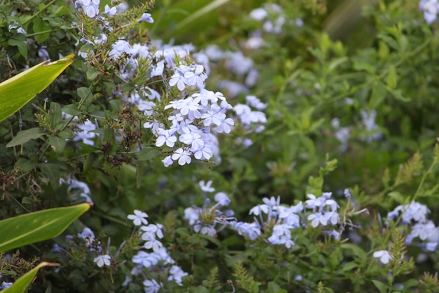 Fleurs bleu clair