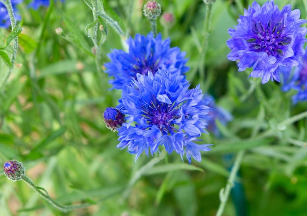 Fleurs bleues de bleuets dans le champ Bleuets bleus sur fond vert Fond nature flou avec fleurs bokeh comme arrière-plan