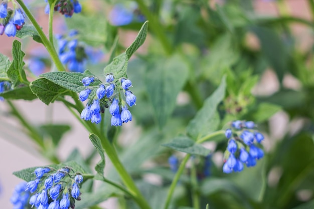 Fleurs bleues cloches plantes de jardin se bouchent