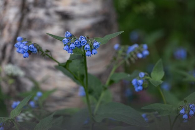 Fleurs bleues de consoude symphytum mise au point sélective