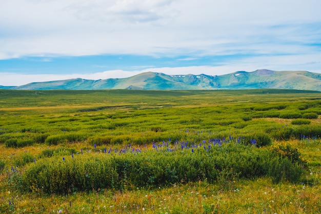 Fleurs bleues dans les buissons dans la vallée avant les montagnes géantes lointaines.