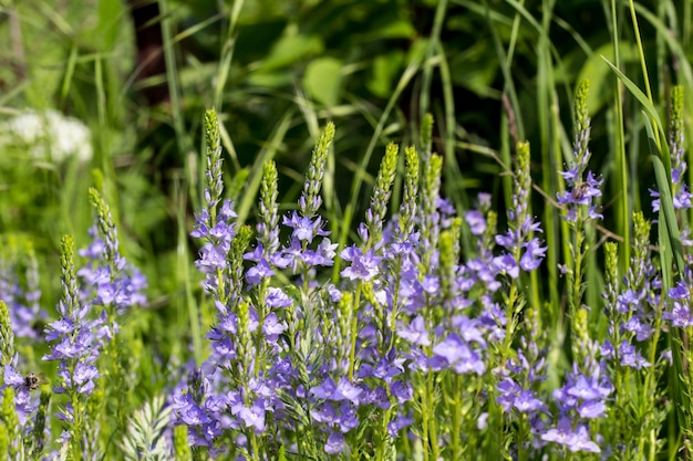 Fleurs bleues dans le domaine