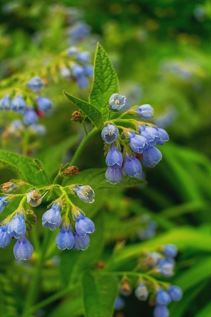 Fleurs bleues dans le jardin d'été