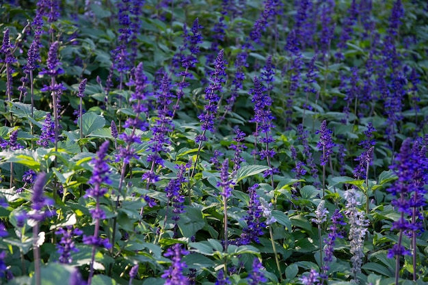 Des fleurs bleues dans le jardin.