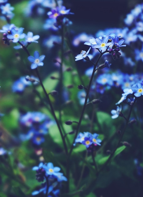 fleurs bleues dans le jardin