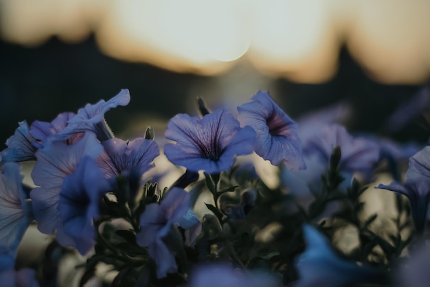 Fleurs bleues dans un pot qui poussent dans le jardin dans la rue avec un arrière-plan flou