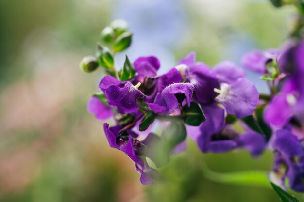 Les fleurs bleues d'été sont nommées en latin Angelonia angustifolia Serena Blue.